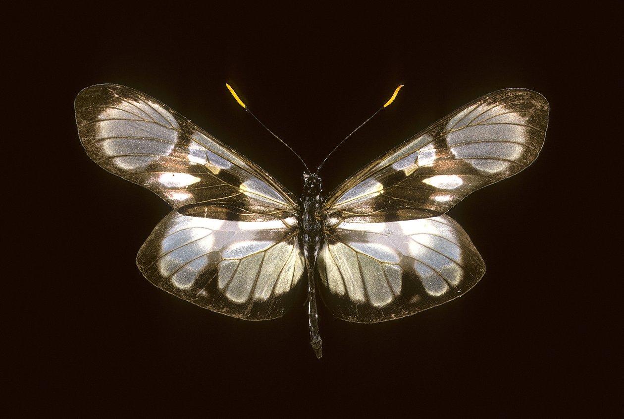 Deformite tanımlı by Augustus Kollner