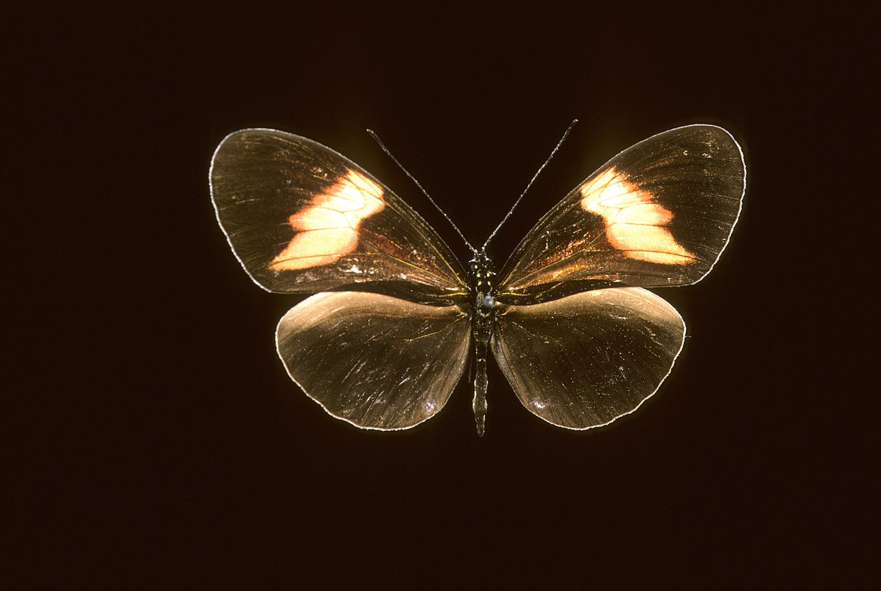 Heliconius melpomene/Heliconie melpomene by Augustus Kollner