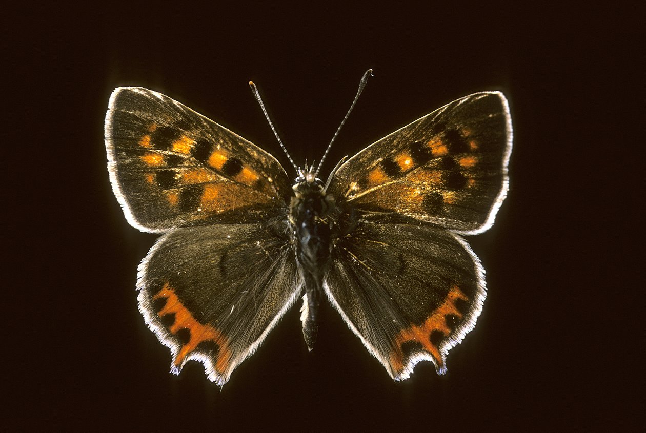 Lycaena phlaeas/Ortak Bakır by Augustus Kollner