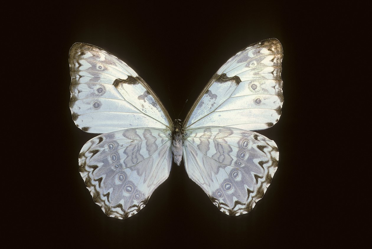 Morfo catenarius by Augustus Kollner
