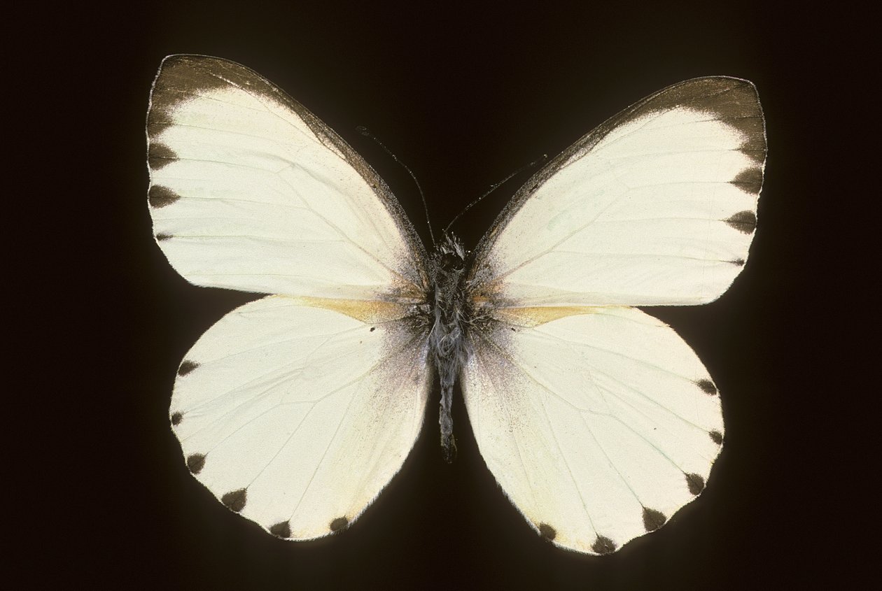milotris by Augustus Kollner
