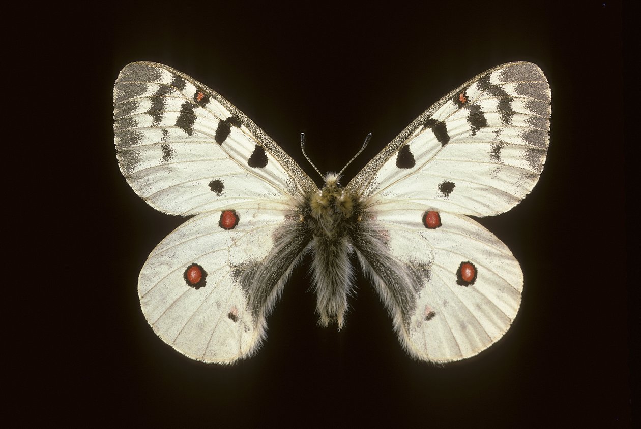 Parnassius phoebus/Küçük apollo by Augustus Kollner