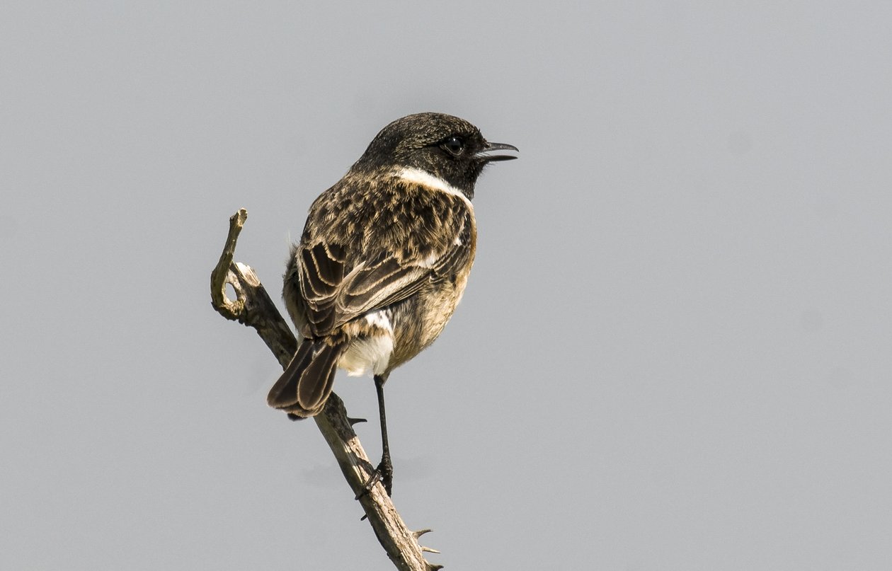Saxicola torquata/Dawler/Common Stonechat by Augustus Kollner