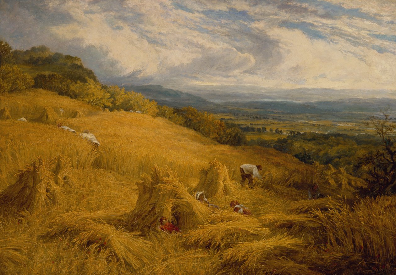 Hasat (tuval üzerine yağlı boya) by Charles Henry Passey