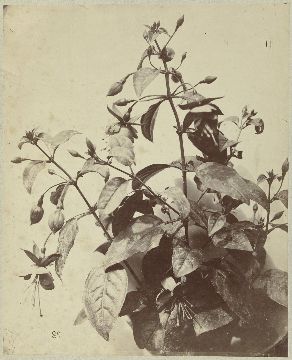 Fuşya ile çiçek natürmort by Charles Hippolyte Aubry