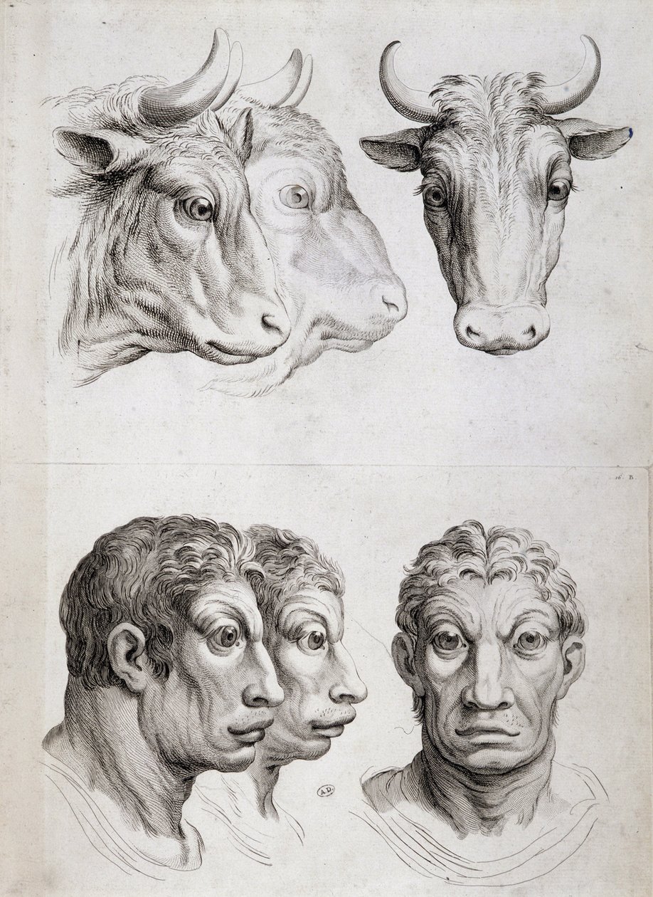 Erkek/sığır karşılaştırması by Charles Le Brun