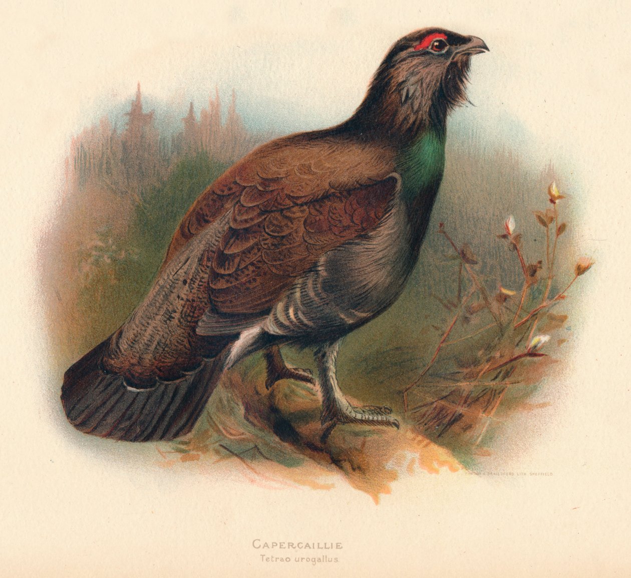 Capercaillie Tetrao urogallus, 1900, 1900 by Charles Whymper