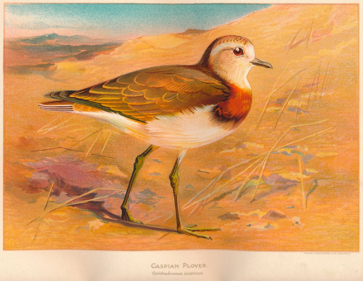 Hazar Cılıbıt Ochthodromus asiaticus, 1900, 1900 by Charles Whymper