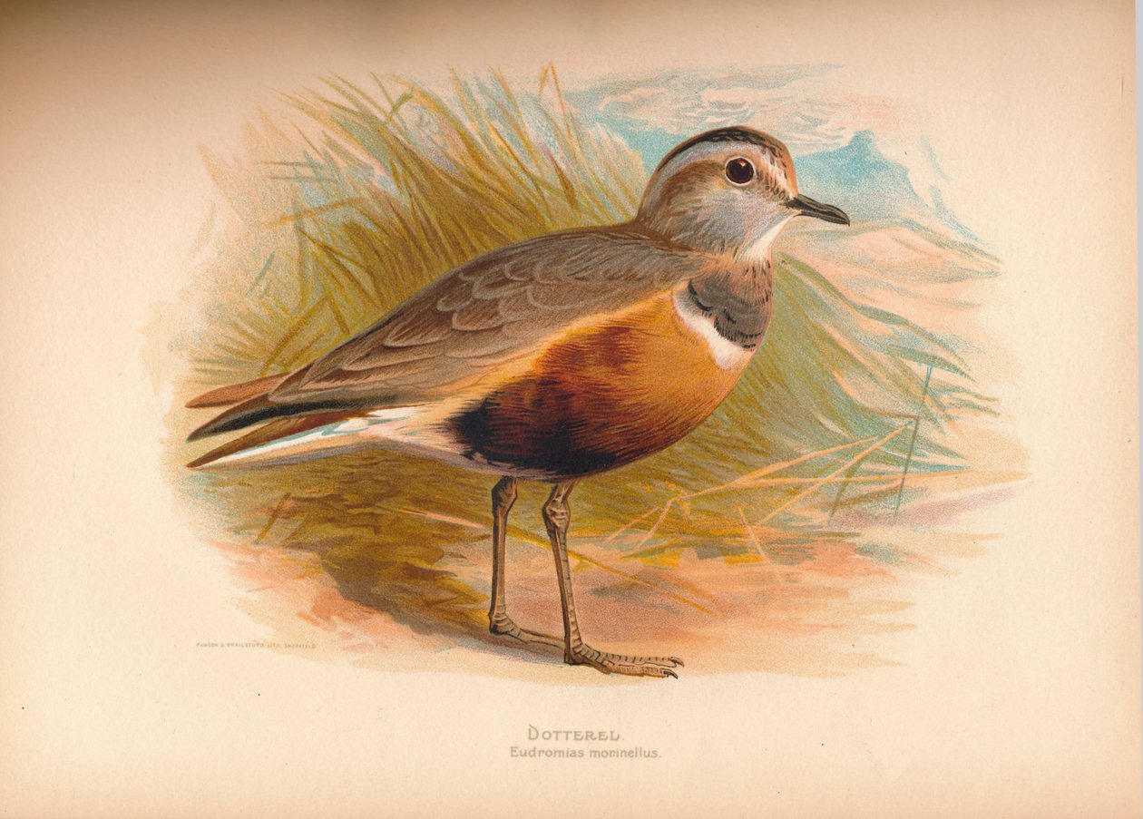Dotterel Eabhasias morinellus, 1900, 1900 by Charles Whymper