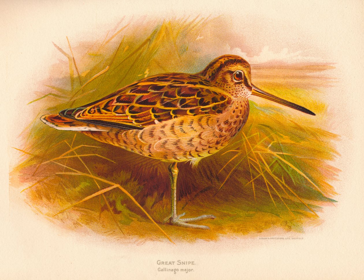 Büyük Su çulluğu Gallinago binbaşı, 1900, 1900 by Charles Whymper