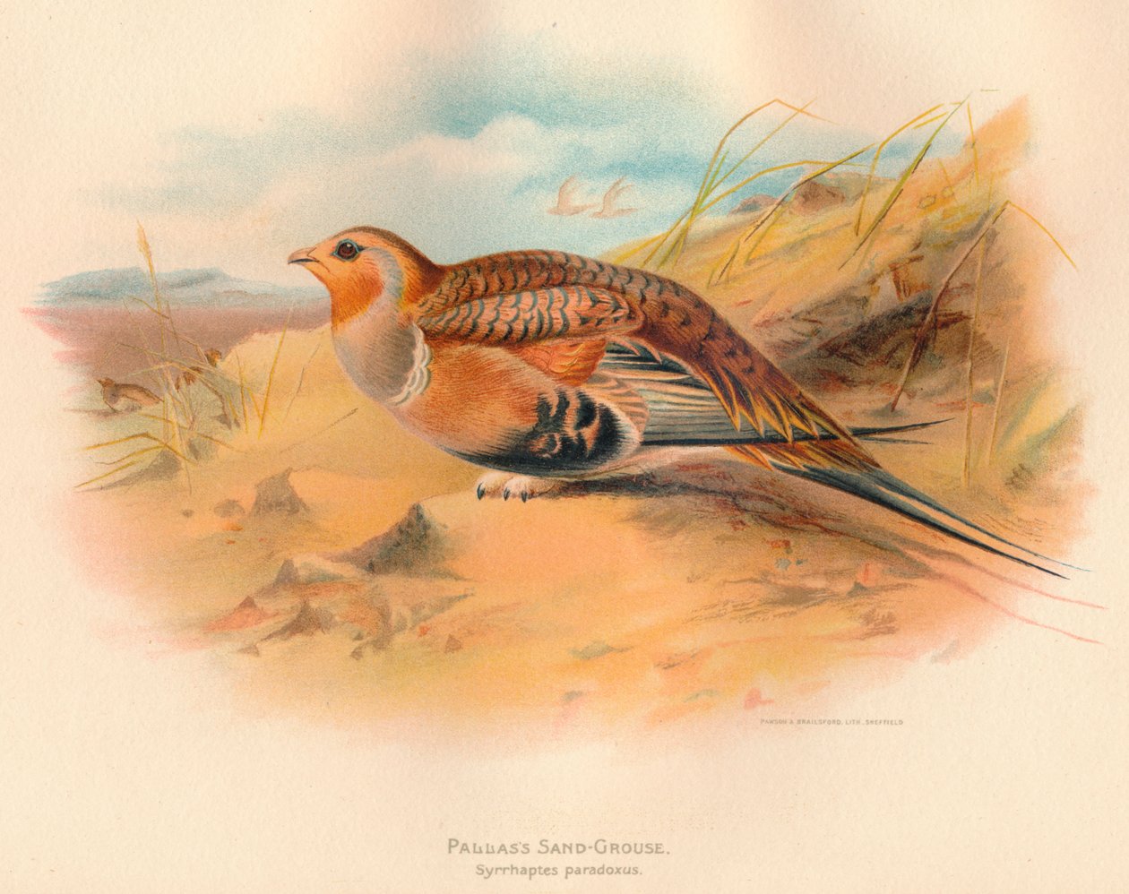 Pallass Sand-Grouse Syrrhaptes paradoxus, 1900, 1900 by Charles Whymper