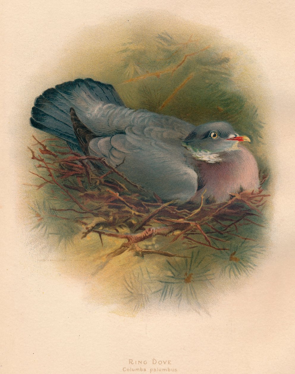 Halka Dove Columba palumbus, 1900, 1900 by Charles Whymper