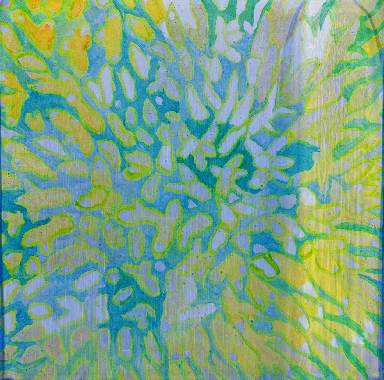 Acrapora, 2000 (gesso üzerine yağ) by Charlotte Johnstone
