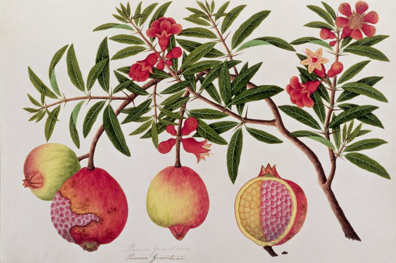 Bua Klitchie veya Caesalpinia bonduccella, Malacca