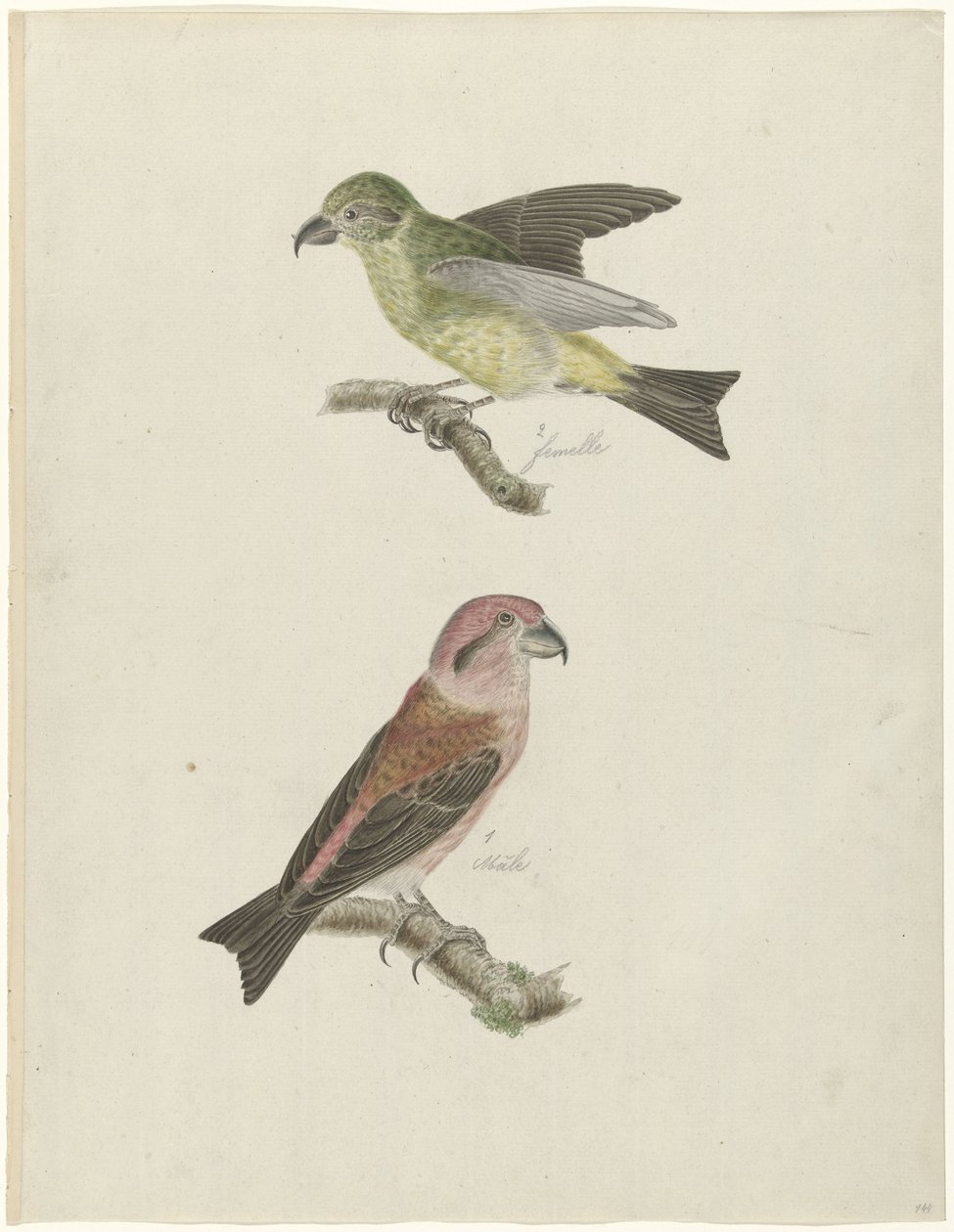 iki çapraz fatura by Christiaan Sepp (possibly)