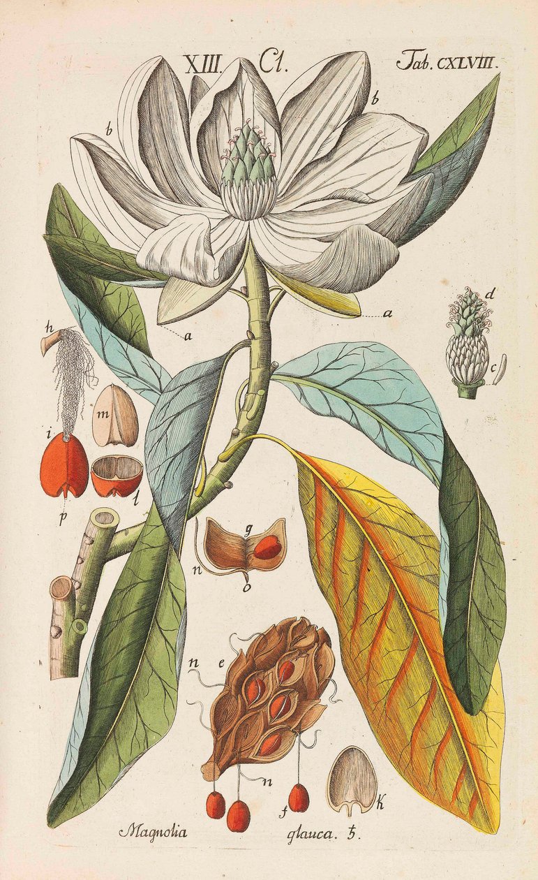 Botanik El Kitabı, 1808. by Christian Schkuhr