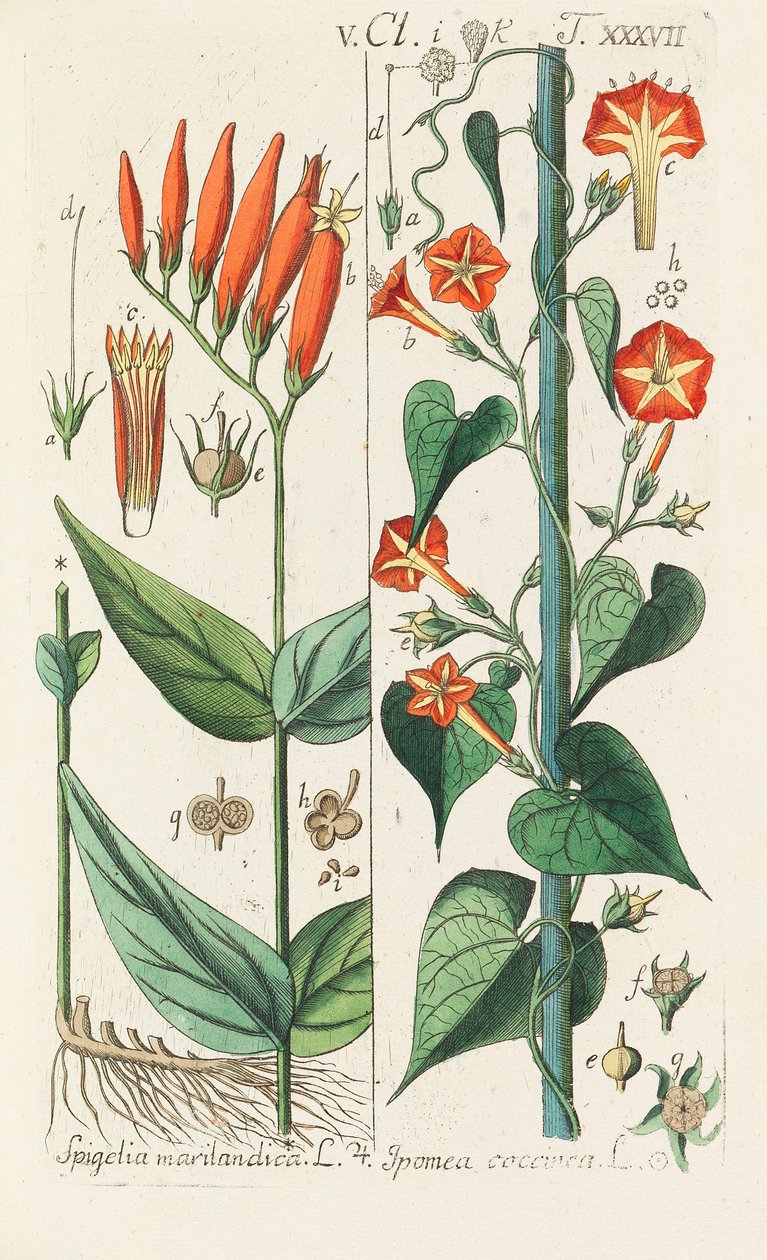 Botanik El Kitabı, 1808. by Christian Schkuhr