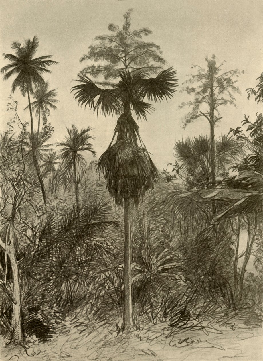 Çiçek açtıktan sonra talipot palmiyesi, Seylan, 1898. by Christian Wilhelm Allers