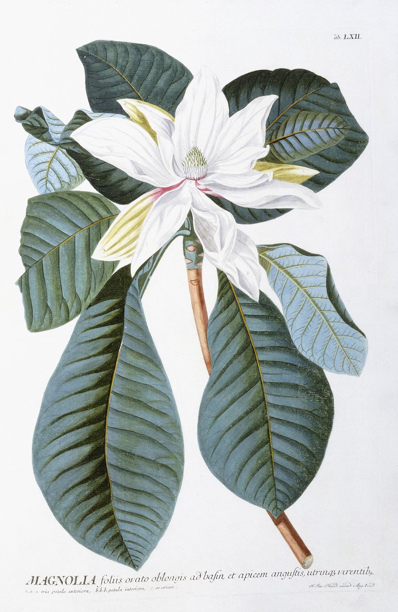 Manolya, 1750-1773 by Christoph Jacob Trew