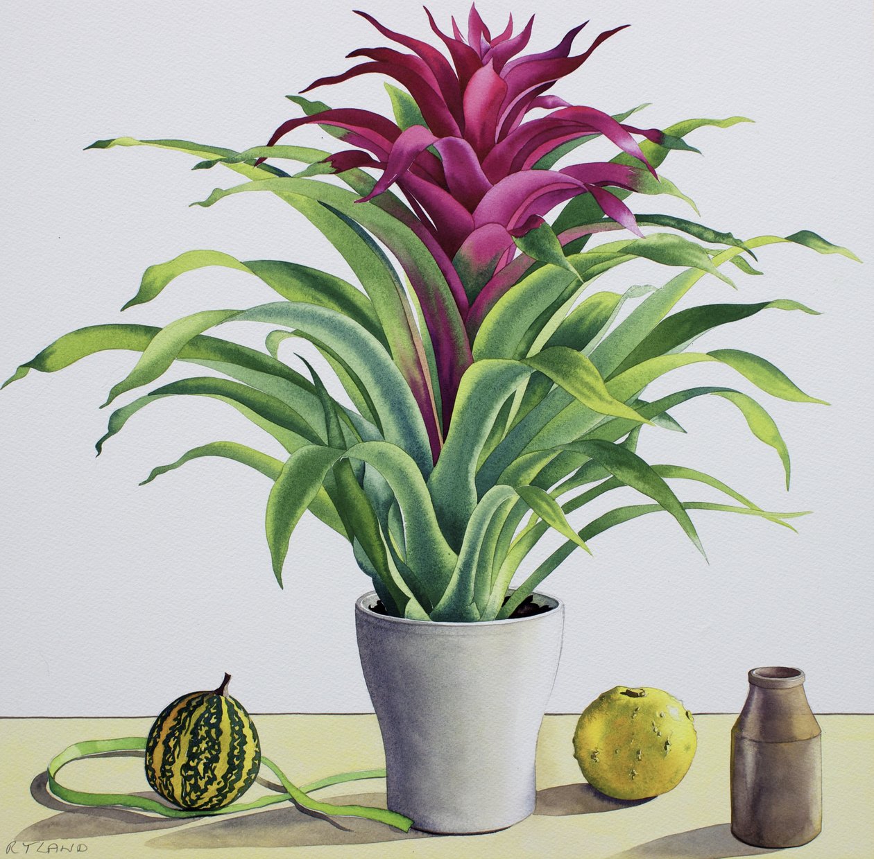 Bromeliad ile Natürmort (kağıt üzerine sulu boya) by Christopher Ryland