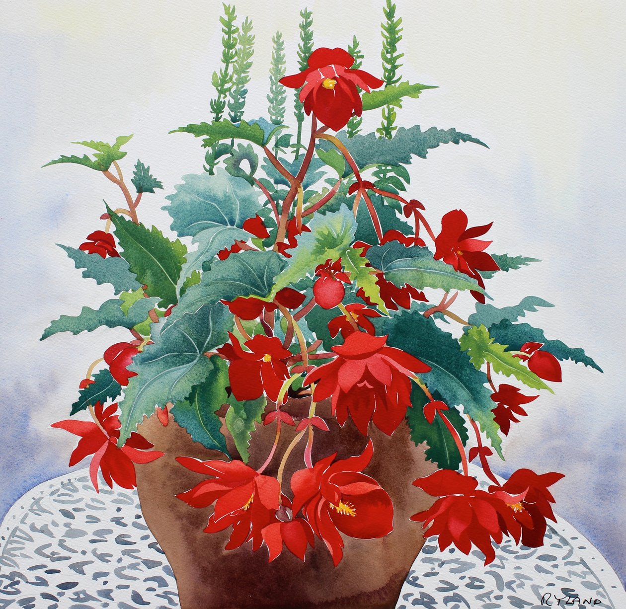 Begonya (kağıt üzerine sulu boya) by Christopher Ryland