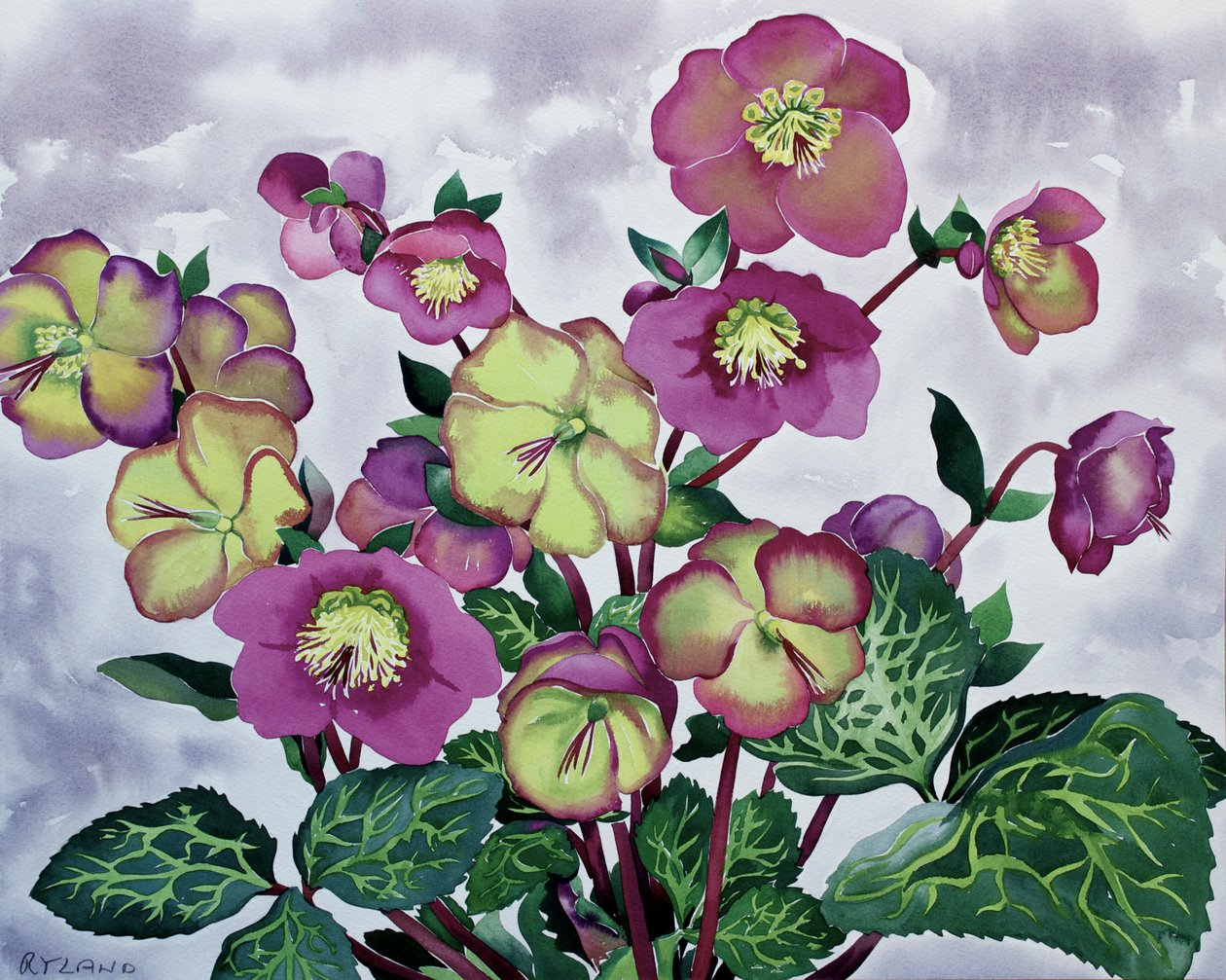 Helleborus (2) by Christopher Ryland