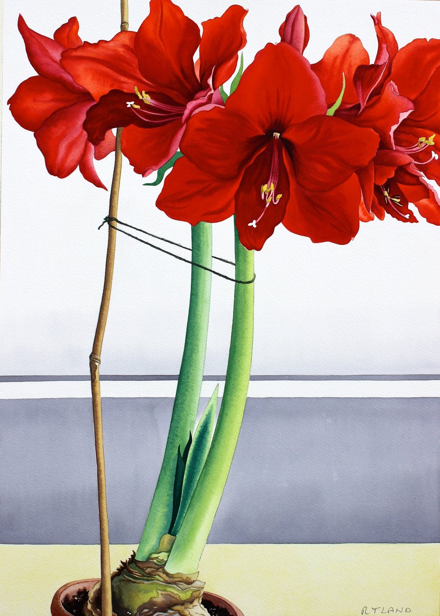 Kırmızı Amaryllis 2 (kağıt üzerine sulu boya) by Christopher Ryland