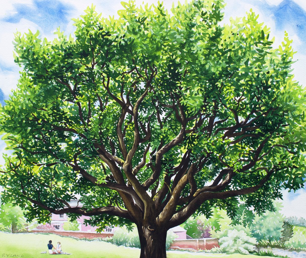 Yaz Meşe Ağacı by Christopher Ryland