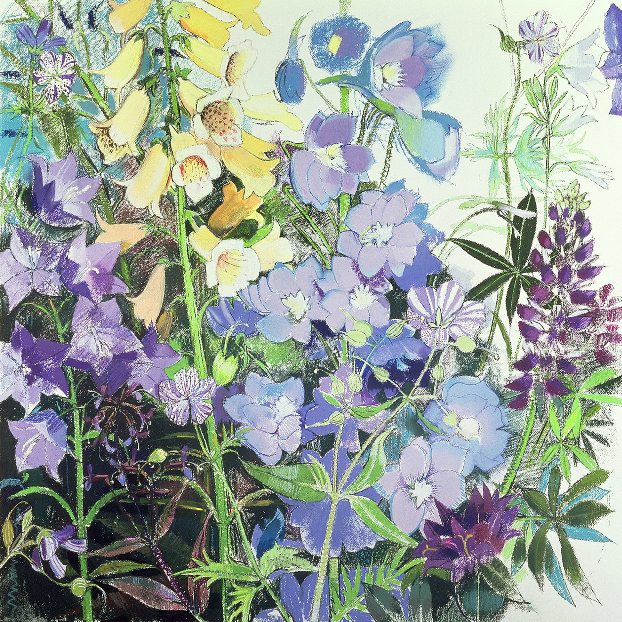 Delphiniums ve Foxgloves by Claire Spencer