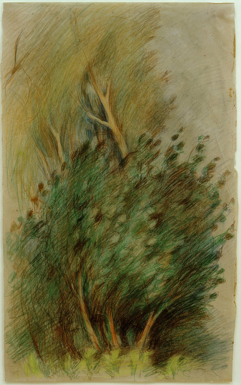 Tucheler Heide (orman çalışması) by Clara Siewert