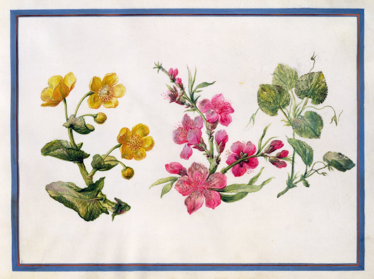 ಮಾರ್ಷ್ ಮಾರಿಗೋಲ್ಡ್, ಜಪೋನಿಕಾ, ವೈಲೆಟ್ ಟರ್ಕ್ by Claude Aubriet