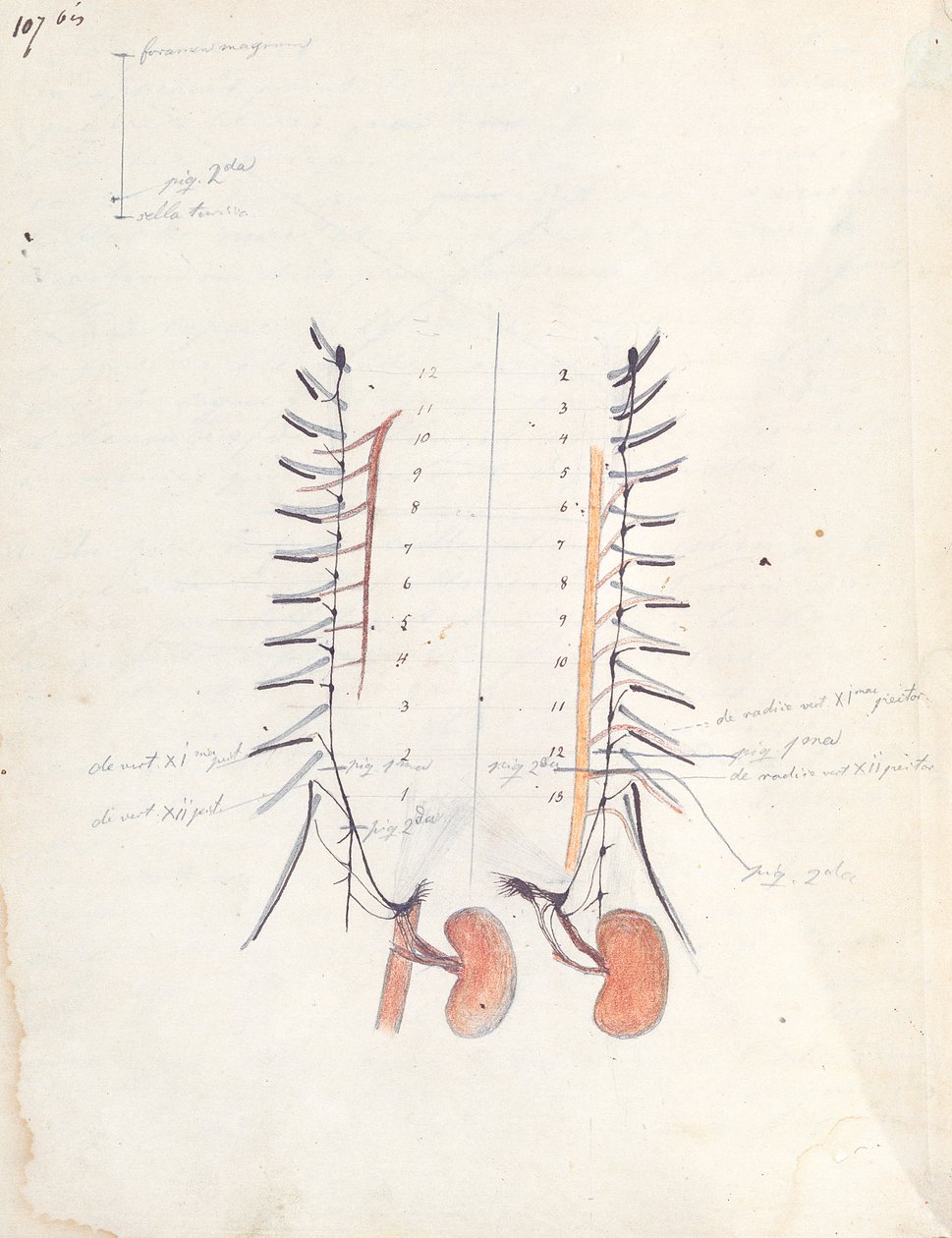 Böbrekler, c.1843 (kağıt üzerinde kalem ve mürekkep ve renkli kurşun kalem) by Claude Bernard