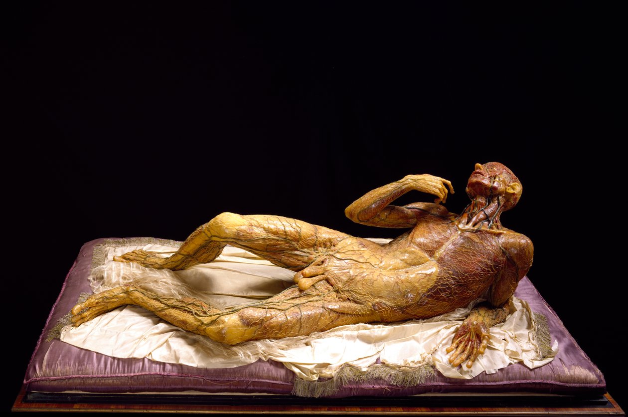 Derisiz bir adam modeli (balmumu) by Clemente Susini