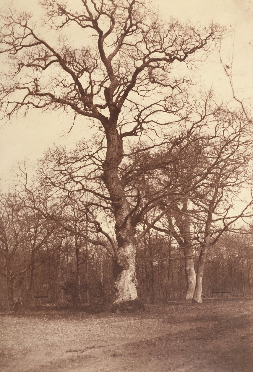 Ağaçların İncelenmesi, Bois de Boulogne by Comte Olympe Aguado