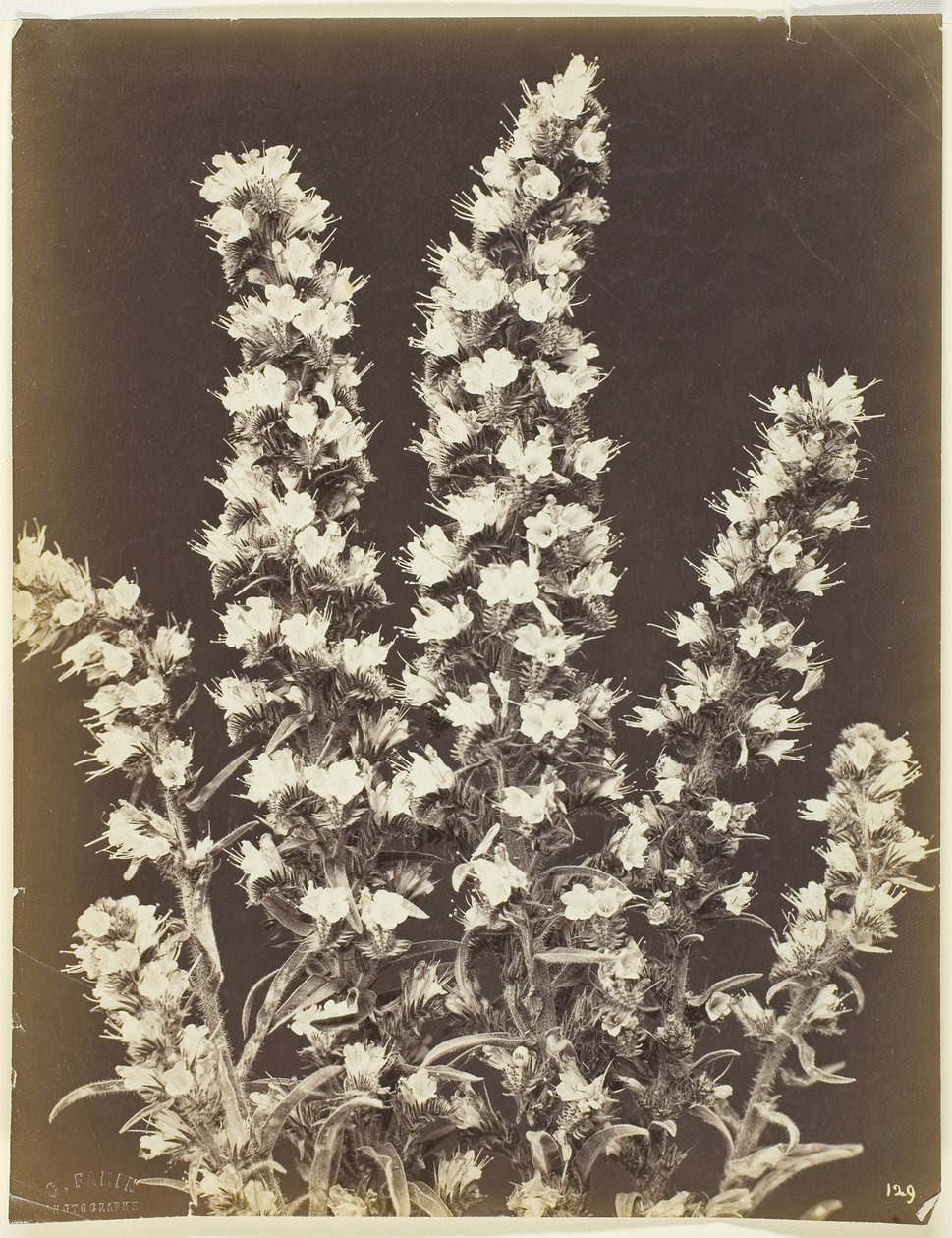 İsimsiz [çiçekli bitki], c. 1870. by Constant Alexandre Famin