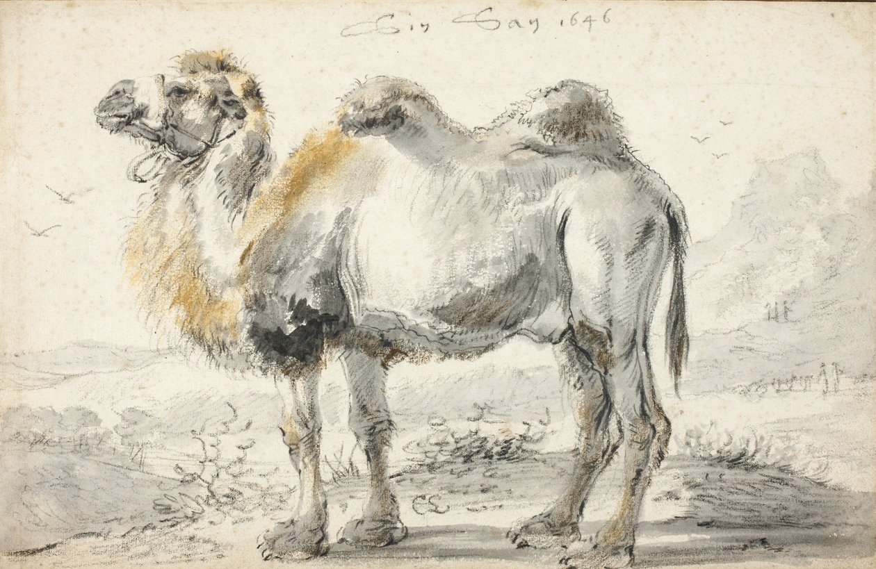 Bir deve by Cornelis Saftleven
