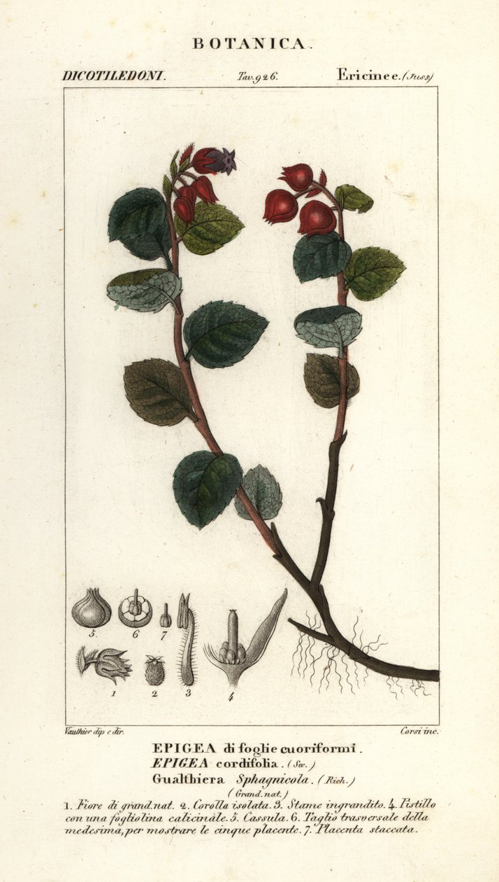 Teaberry, Gaultheria domingensis by Corsi Corsi
