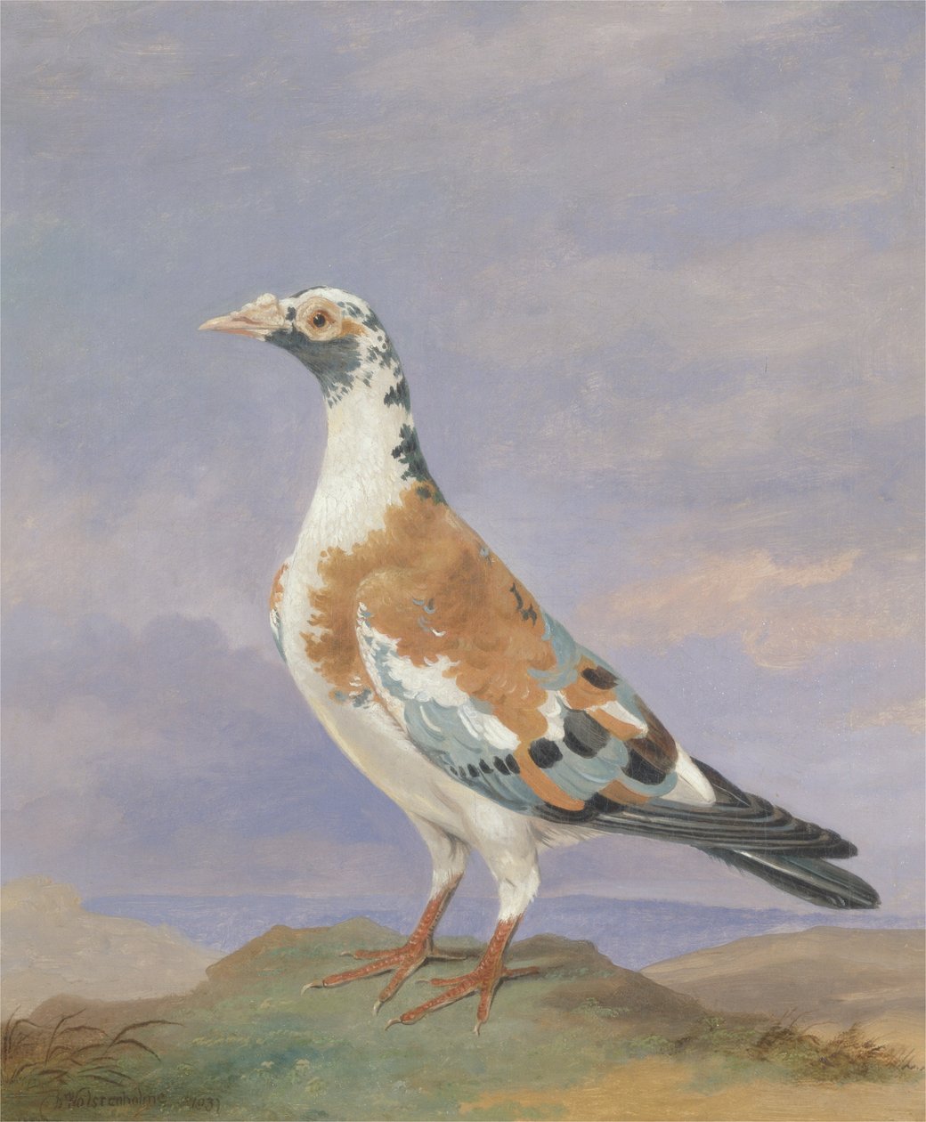 Grizzle Taşıyıcı Güvercin by D. the Younger Wolstenholme