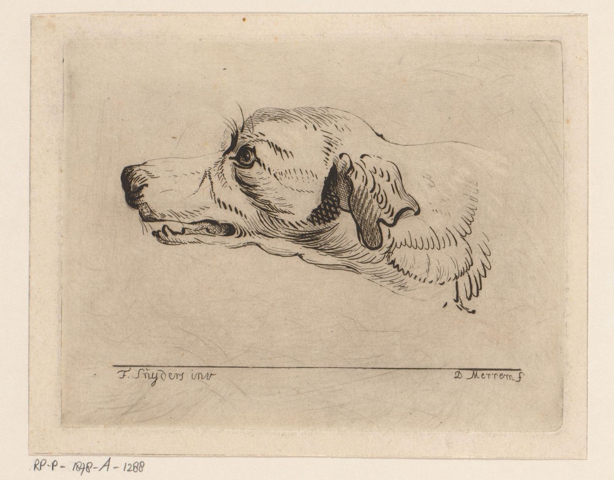 bir köpeğin başı by D. Merrem