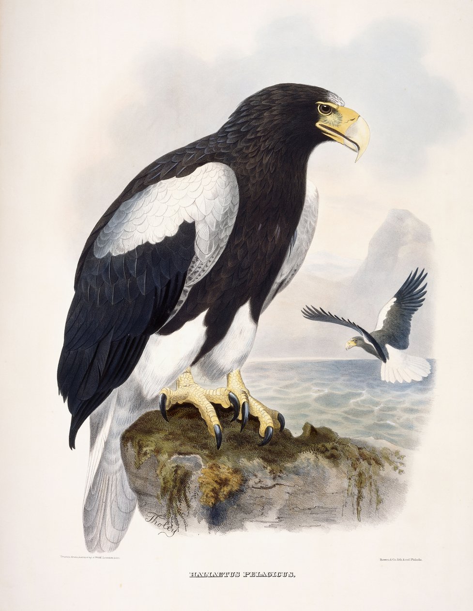 Haliaetus Pelagicus by Daniel Girard Elliot