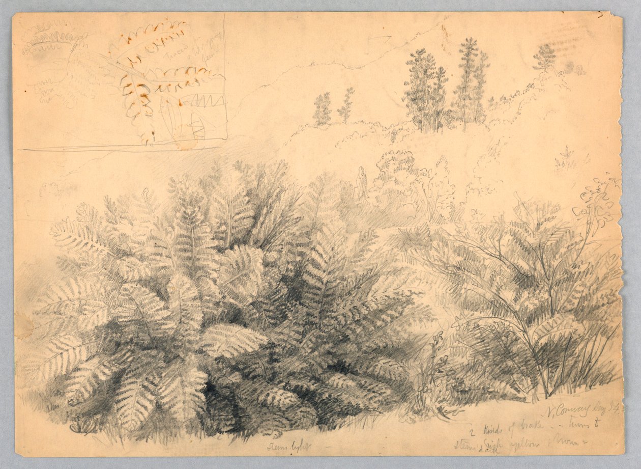 Eğrelti Otları, Kuzey Conway, New Hampshire by Daniel Huntington