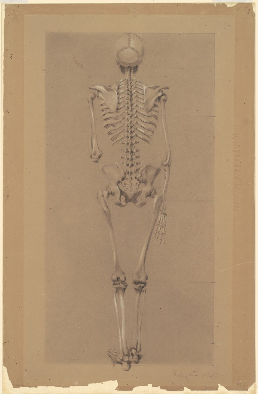 Bir İskeletin Arkadan Görünümü by Daniel Huntington