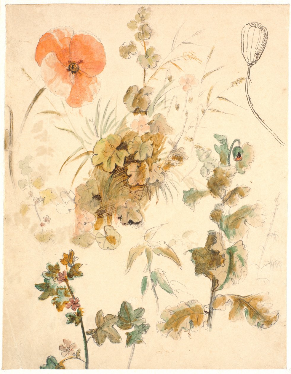 Farklı çiçek çalışmaları, i.a. haşhaş by Dankvart Dreyer