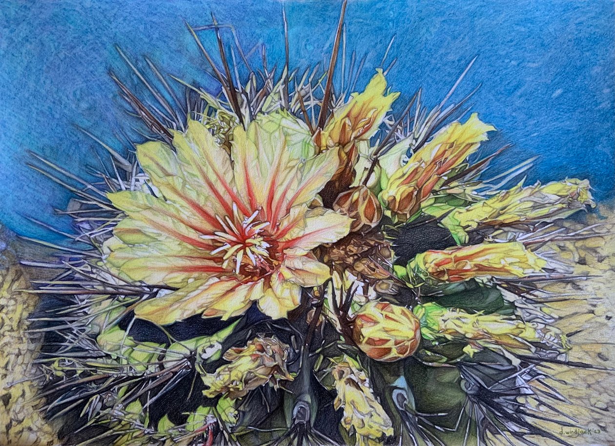  by Darrell Windjack