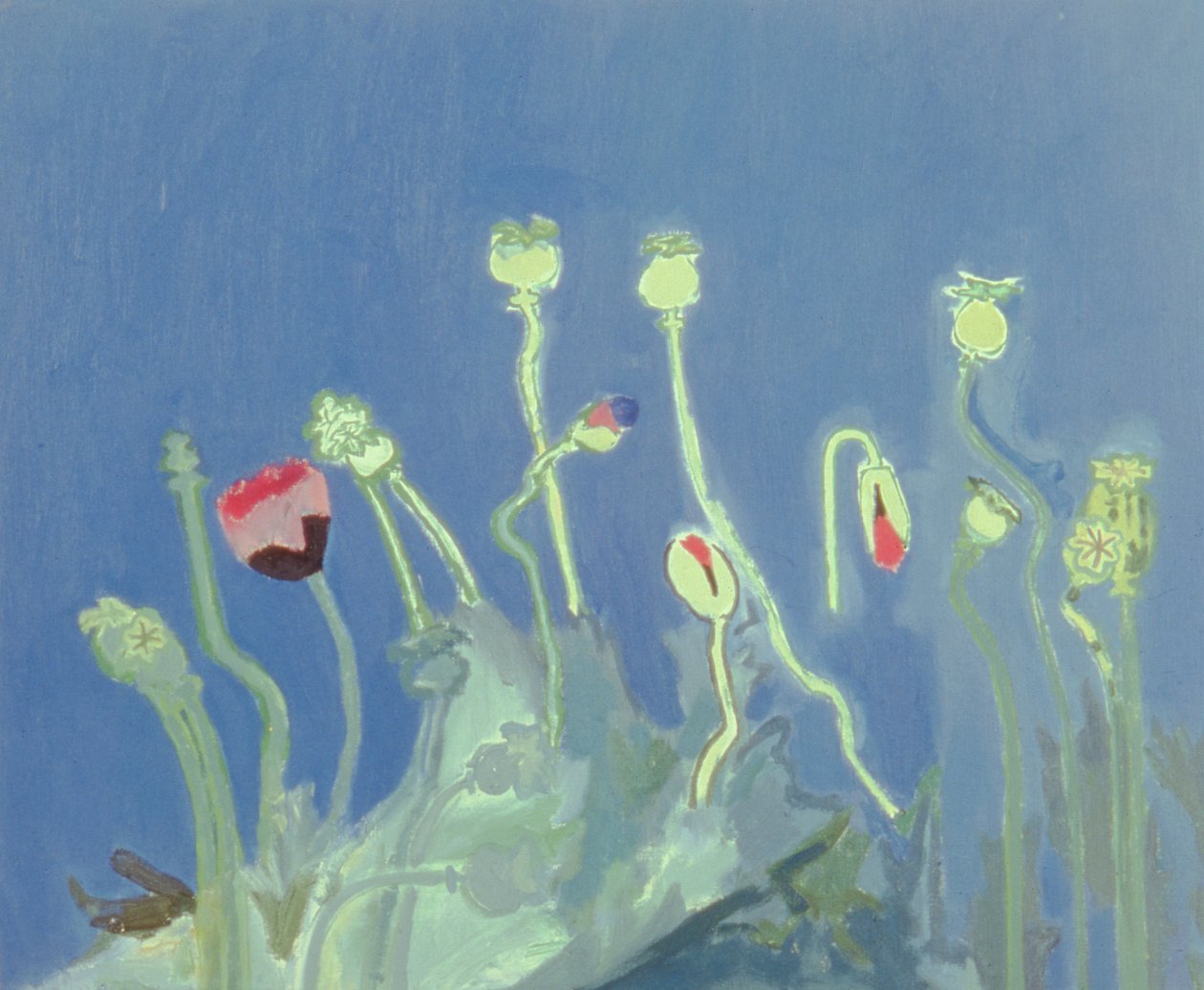 Poppyheads (tuval üzerine yağlıboya) by David Alan Redpath Michie