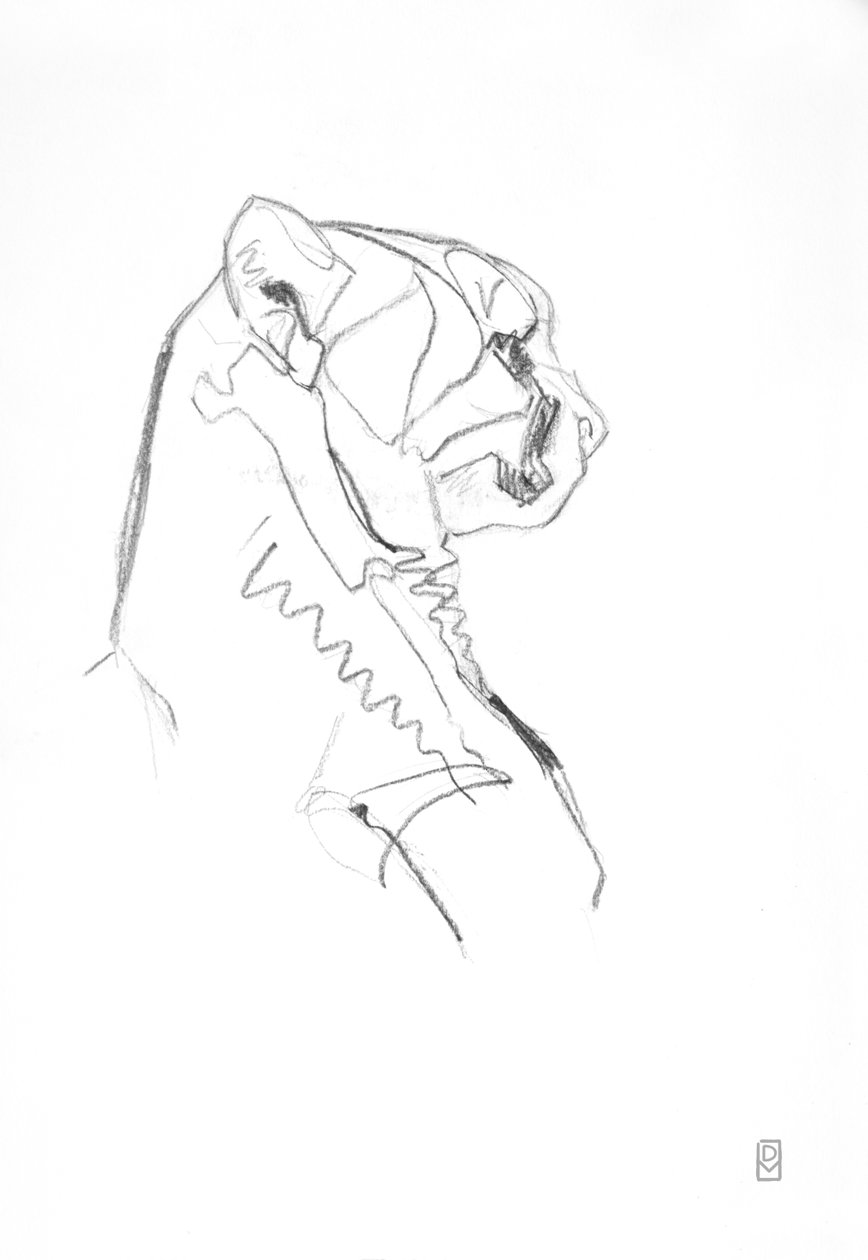 Cheetah, 2014 (Kağıt üzerinde grafit) by David Mayer