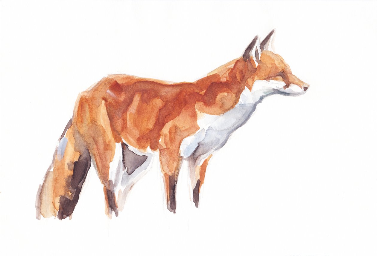 Fox, 2021 (kağıt üzerine pastel boya ve sulu boya) by David Mayer