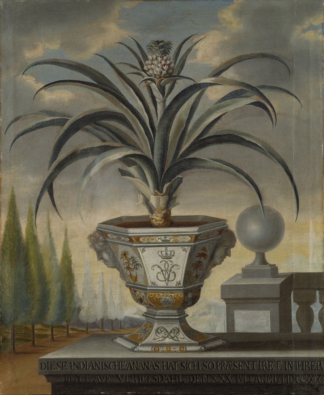 Ananas bitkisi, 1729 by David von Coln