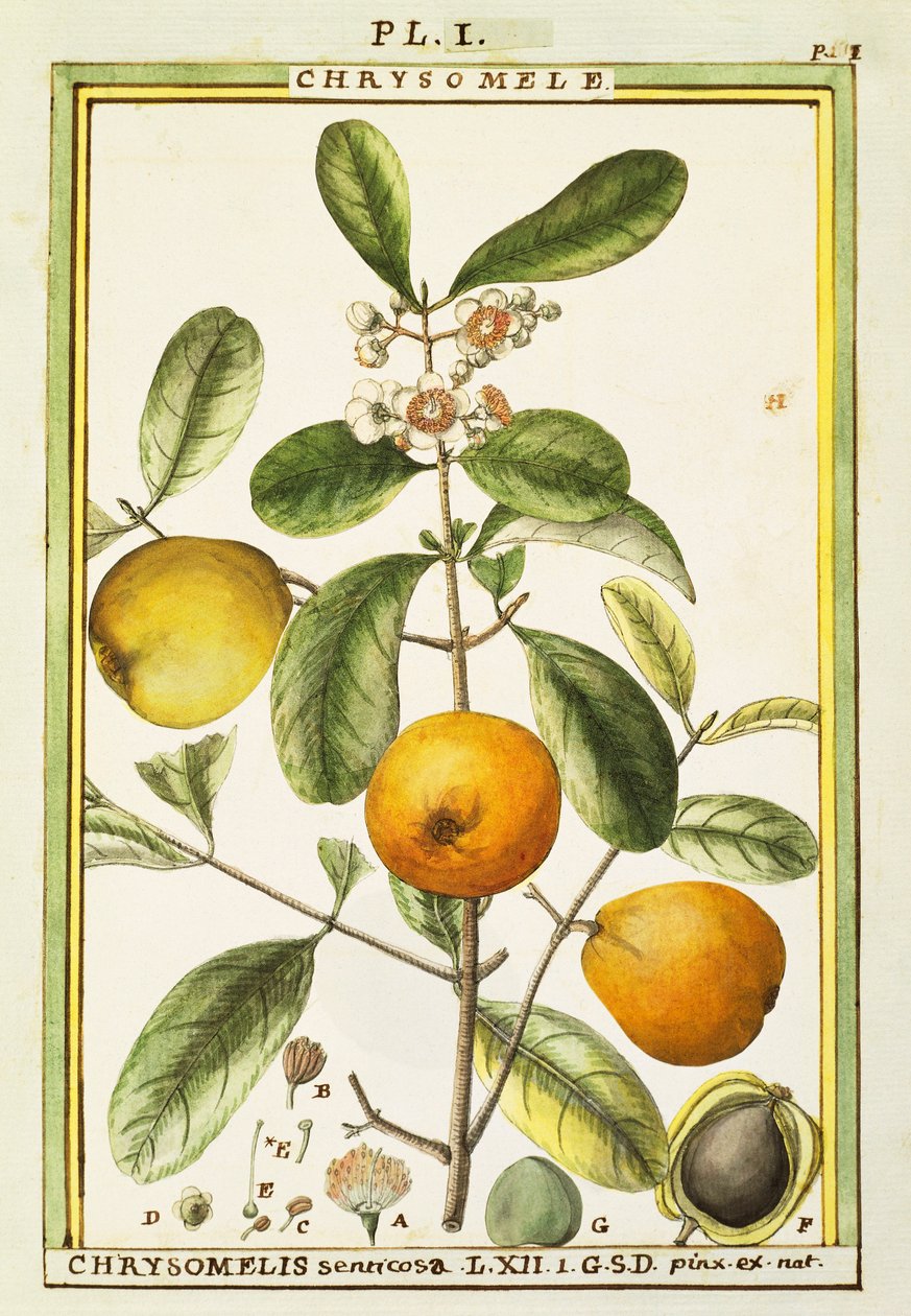 Chrysomele (Chrysomelis senticosa), Delahaye tarafından sulu boya by Delahaye Delahaye
