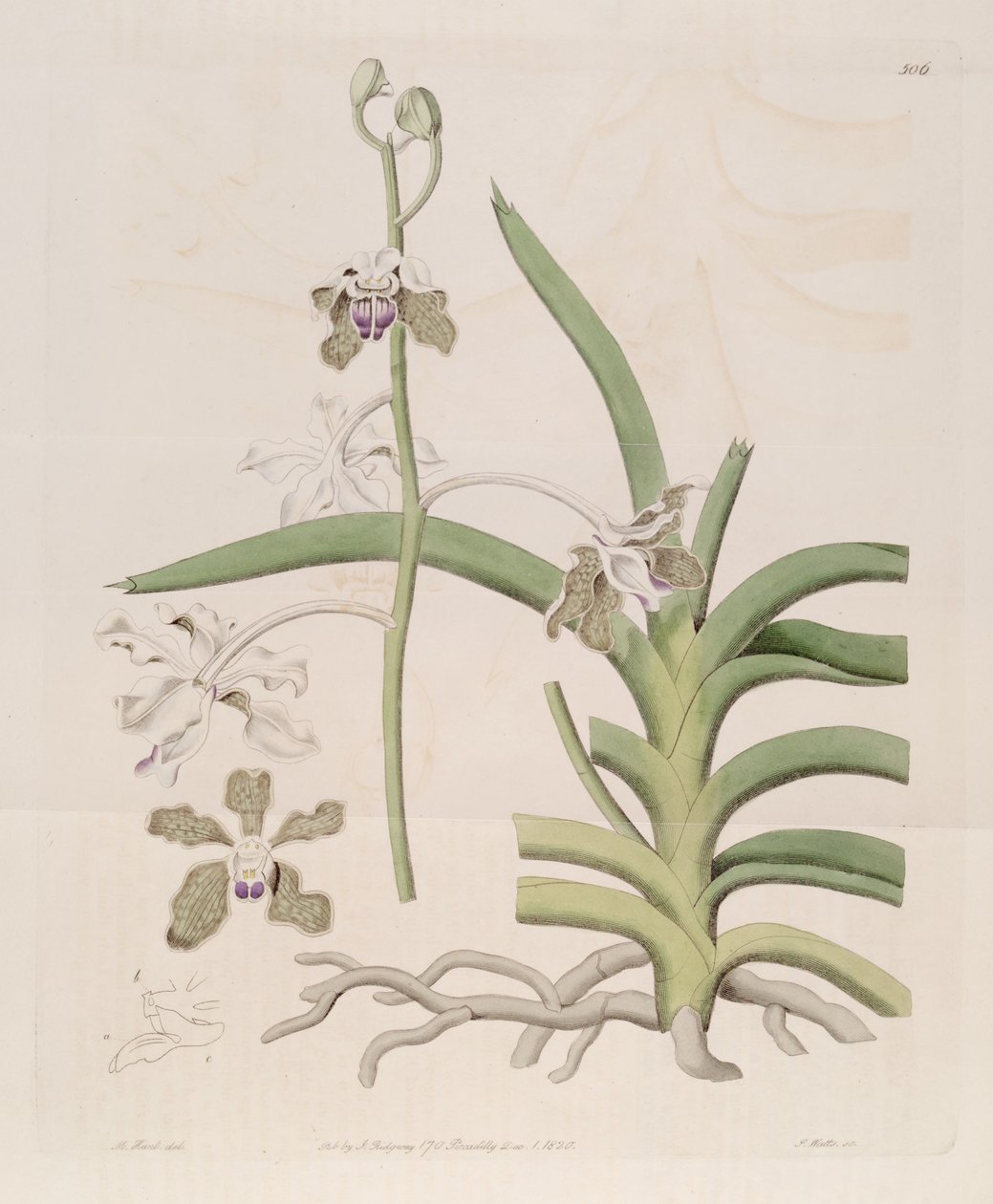 Vanda tessellata